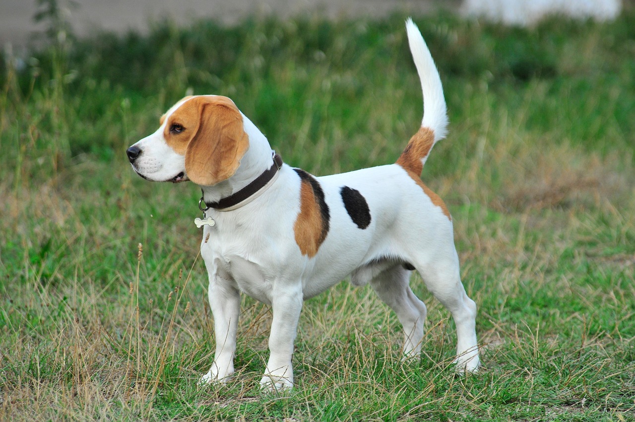 pick puppy beagle price